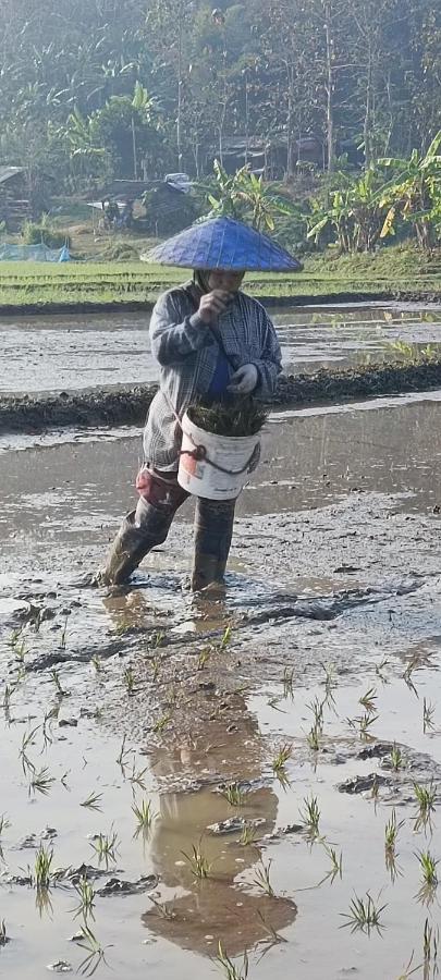 Kaewma Farmstay Khuang Kom Kültér fotó