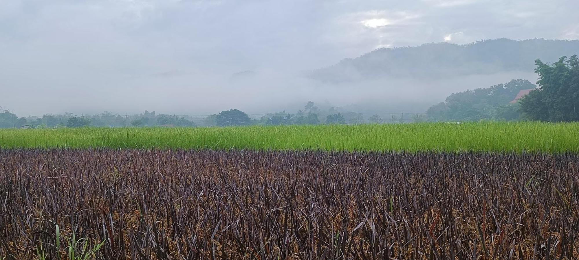 Kaewma Farmstay Khuang Kom Szoba fotó